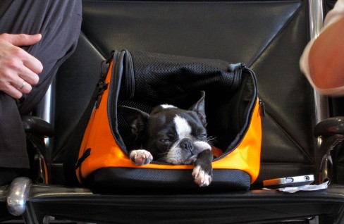 chien aéroport