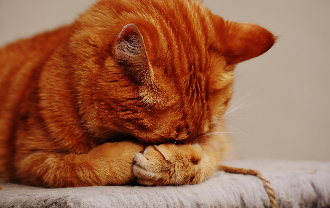 Chat stressé