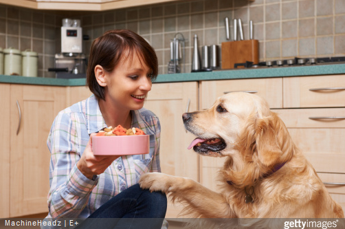Quels sont les besoins nutritionnels pour les chiens adultes ? 