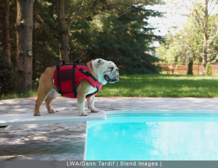 chien sur plongeoir