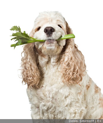chien avec celeri dans la gueule