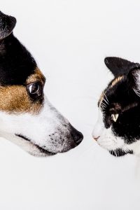 faire-cohabiter-chat-chien-2