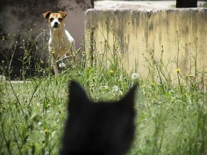 faire-cohabiter-chat-chien-3