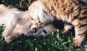 faire-cohabiter-chat-chien-5