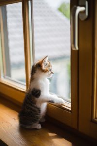 chaton qui regarde par la fenêtre