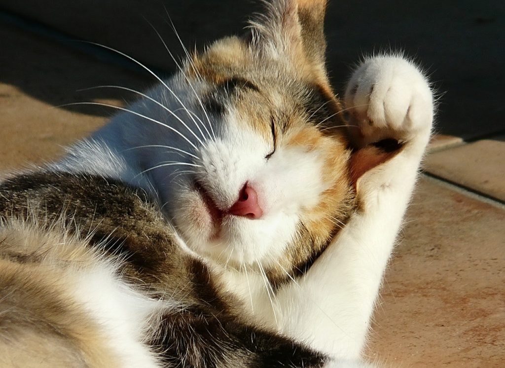 Chat blanc avec des tâches de couleur qui est allongé par terre et qui fait sa toilette