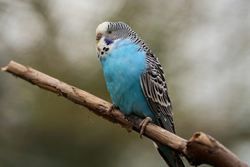 Perruche bleue posée sur une branche d'arbre