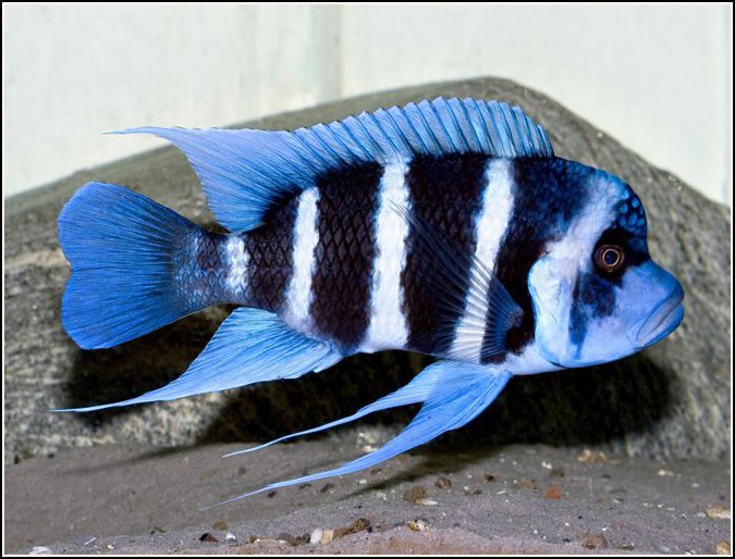 Cyphotilapia frontosa