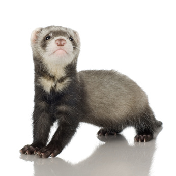 furet