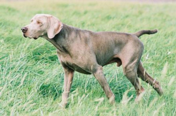 chien-accouplement