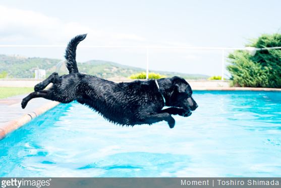 piscine-animal-compagnie-securite