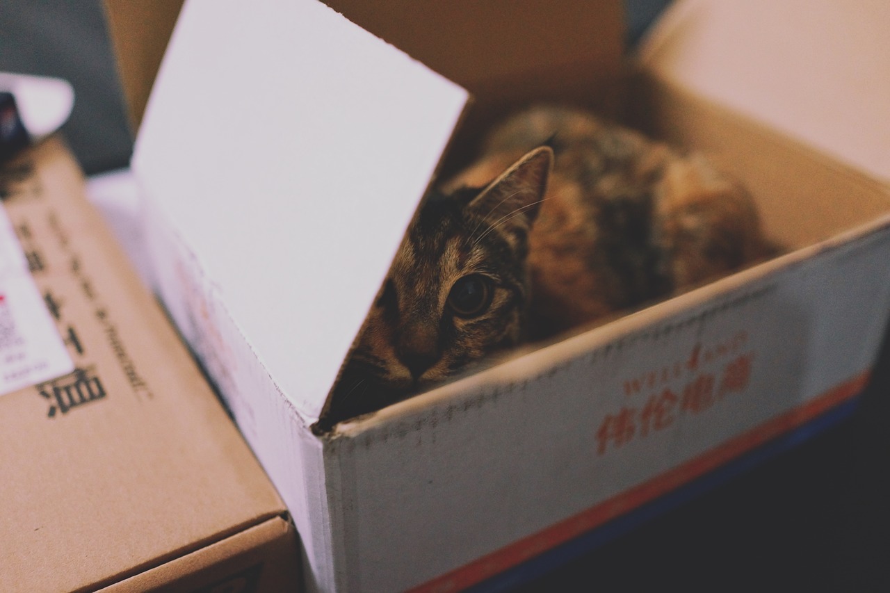 chat dans un carton