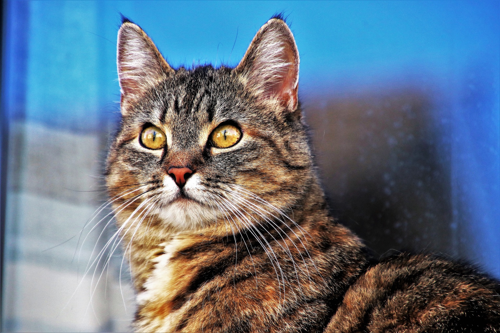 Portrait d'un chat tigré aux yeux jaunes qui pose devant une fenêtre