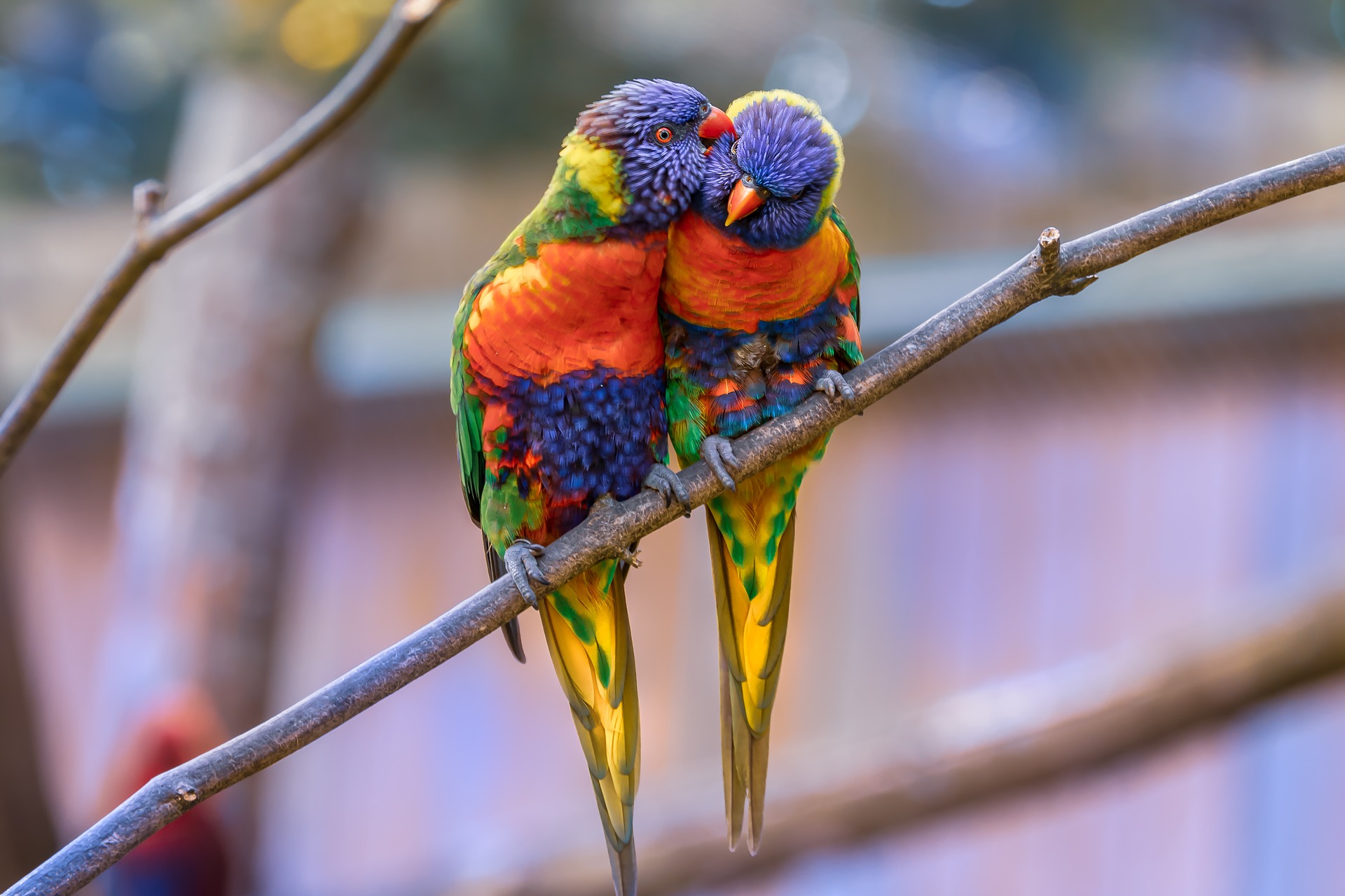 Deux perroquets multicolores collés l'un à l'autre sur une branche d'arbre