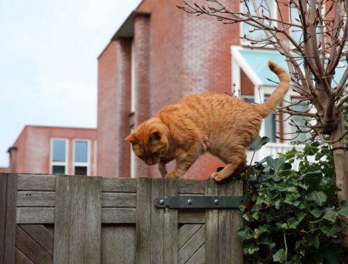 Chat roux qui s'amuse dans le jardin