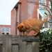 Chat roux qui s'amuse dans le jardin