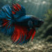 poisson combattant
