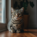 chat nain