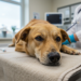 chien malade
